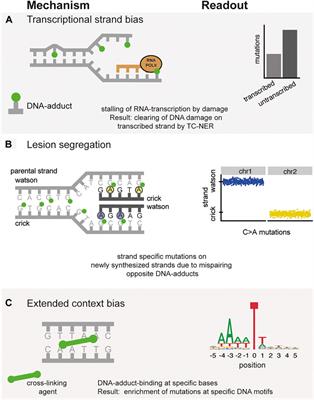 The Mutagenic Impact of Environmental Exposures in Human Cells and Cancer: Imprints Through Time